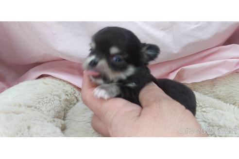成約済の愛知県のチワワ(ロングコート)-172260の1枚目