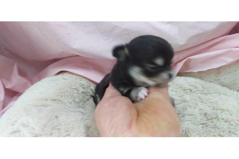 成約済の愛知県のチワワ(ロングコート)-172260の3枚目