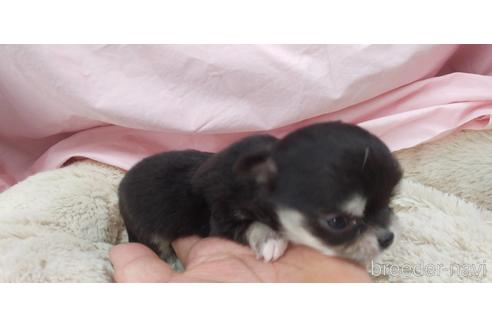 成約済の愛知県のチワワ(ロングコート)-172260の4枚目