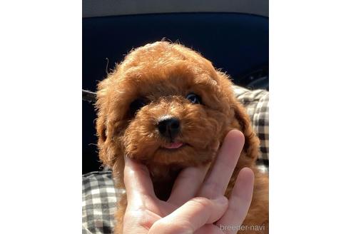 成約済の福岡県のティーカッププードル-169241の2枚目