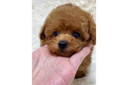 成約済の福岡県のティーカッププードル-169241の1枚目
