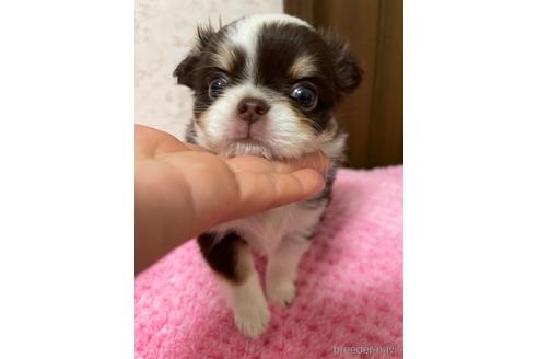成約済の新潟県のチワワ(ロングコート)-172161の17枚目