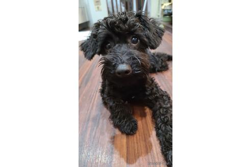 成約済の東京都のミックス犬-168649の2枚目
