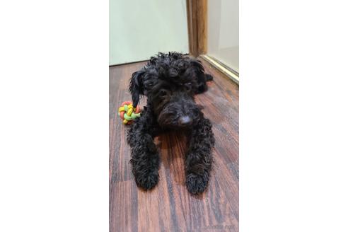 成約済の東京都のミックス犬-168650の2枚目