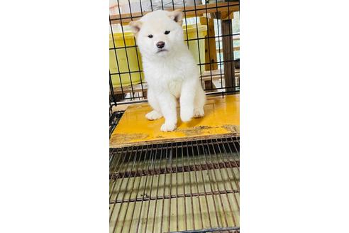 成約済の茨城県の柴犬-170706の1枚目