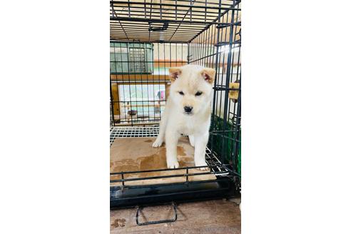 成約済の茨城県の柴犬-170707の1枚目