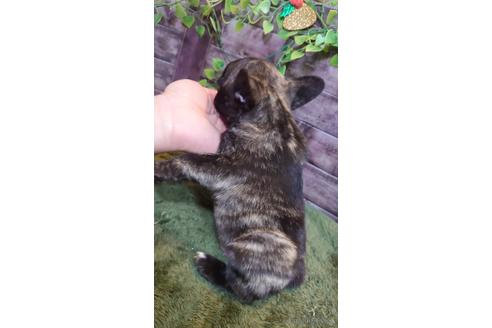 成約済の愛知県のフレンチブルドッグ-172300の2枚目
