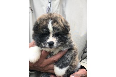 成約済の愛知県の秋田犬-172314の6枚目