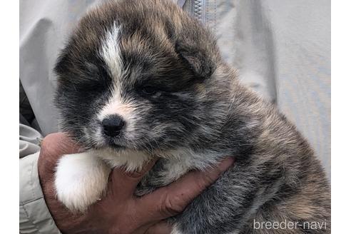 成約済の愛知県の秋田犬-172314の7枚目