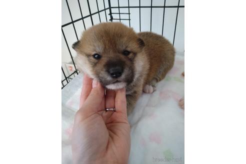 成約済の北海道の柴犬-171298の3枚目