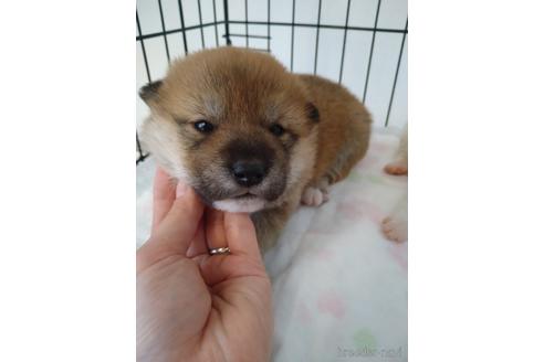 成約済の北海道の柴犬-171298の4枚目