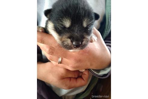 成約済の北海道の柴犬-172296の5枚目