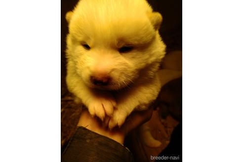 成約済の北海道の柴犬-172344の6枚目