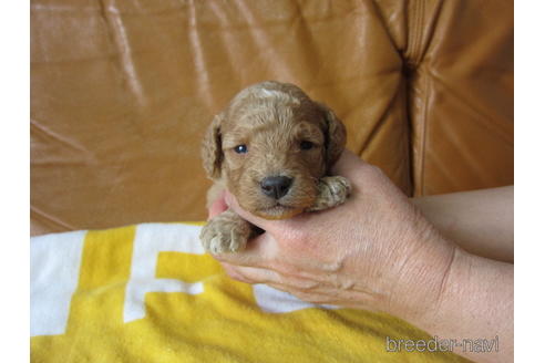 成約済の福岡県のミックス犬-172383の21枚目