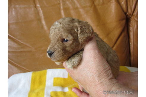 成約済の福岡県のミックス犬-172383の19枚目