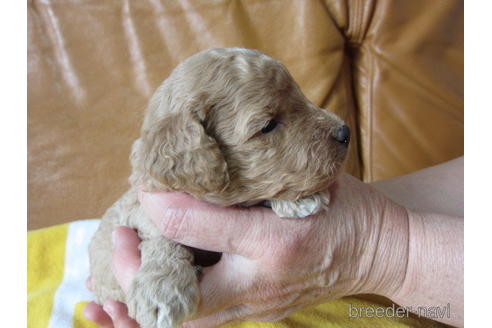 成約済の福岡県のミックス犬-172383の18枚目