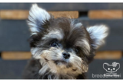 成約済の愛知県のチワマル:チワワ×マルチーズ-168212の2枚目