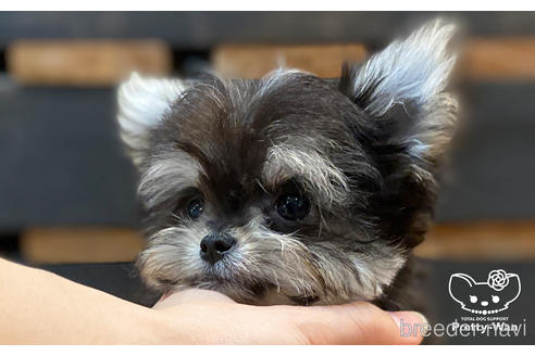 成約済の愛知県のチワマル:チワワ×マルチーズ-168212の3枚目