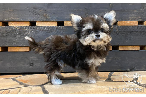 成約済の愛知県のチワマル:チワワ×マルチーズ-168212の5枚目