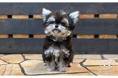 成約済の愛知県のチワマル:チワワ×マルチーズ-168212の4枚目