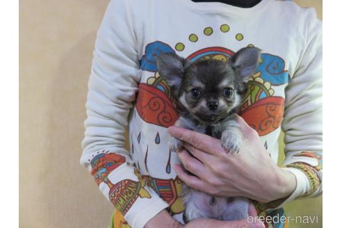 成約済の愛知県のチワワ(ロングコート)-172386の1枚目