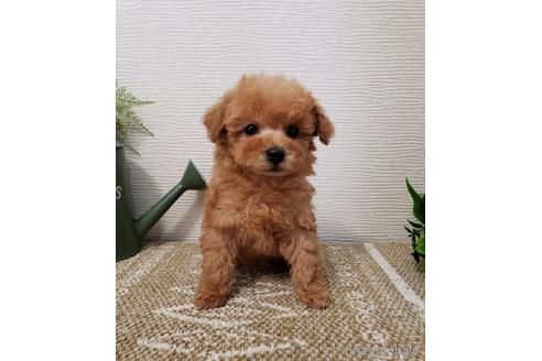 成約済の岡山県のティーカッププードル-172397の3枚目