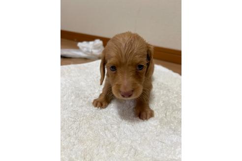 成約済の千葉県のミニチュアダックスフンド(ロングヘアード)-172400の5枚目