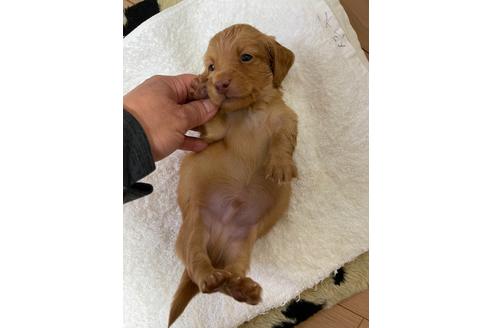 成約済の千葉県のミニチュアダックスフンド(ロングヘアード)-172400の6枚目