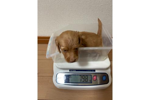 成約済の千葉県のミニチュアダックスフンド(ロングヘアード)-172400の8枚目