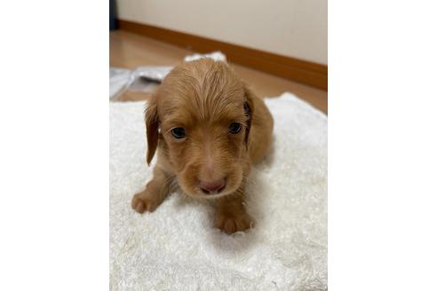 成約済の千葉県のミニチュアダックスフンド(ロングヘアード)-172400の7枚目