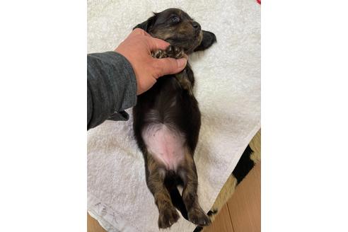 成約済の千葉県のミニチュアダックスフンド(ロングヘアード)-172401の7枚目