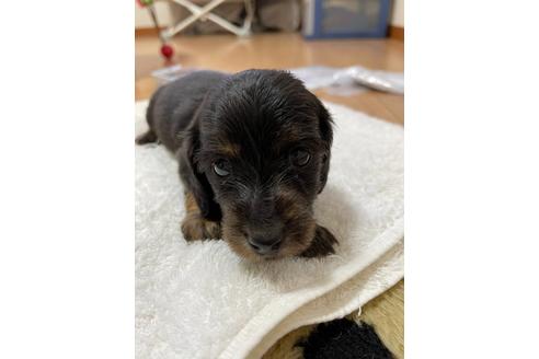 成約済の千葉県のミニチュアダックスフンド(ロングヘアード)-172401の8枚目