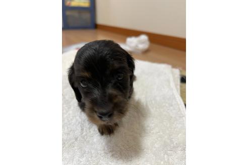 成約済の千葉県のミニチュアダックスフンド(ロングヘアード)-172401の9枚目