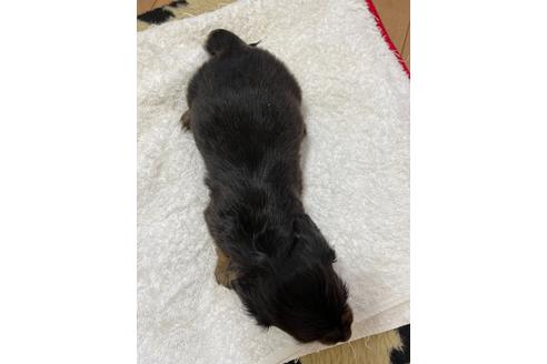 成約済の千葉県のミニチュアダックスフンド(ロングヘアード)-172401の6枚目