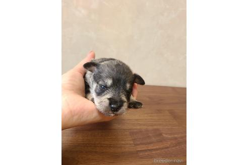 成約済の東京都のミニチュアシュナウザー-172403の8枚目