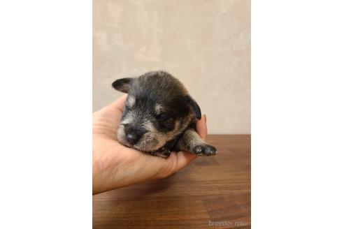 成約済の東京都のミニチュアシュナウザー-172403の9枚目