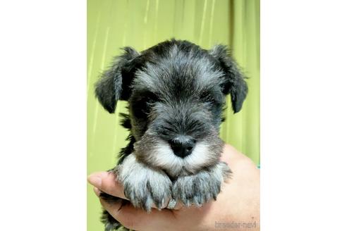 成約済の埼玉県のミニチュアシュナウザー-166835