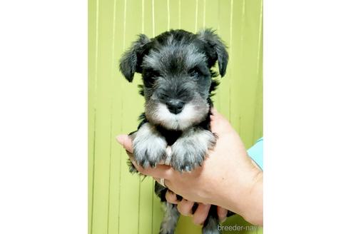 成約済の埼玉県のミニチュアシュナウザー-166835の4枚目