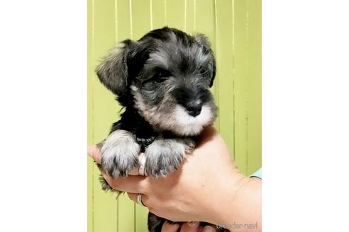 成約済の埼玉県のミニチュアシュナウザー-166835の2枚目