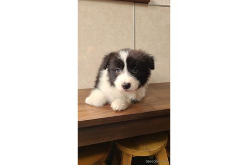 成約済の東京都のボーダーコリー-172425の3枚目