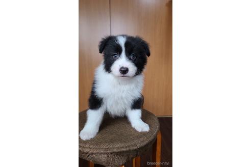 成約済の東京都のボーダーコリー-172425の1枚目