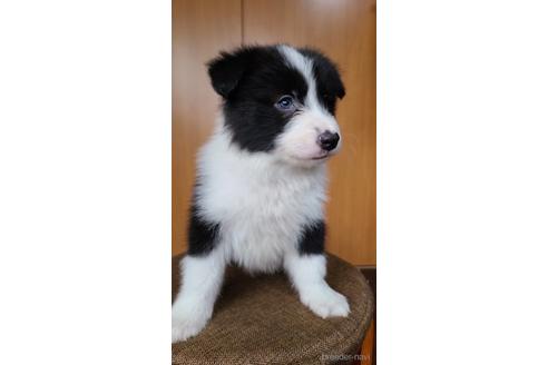 成約済の東京都のボーダーコリー-172425の4枚目