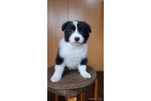 成約済の東京都のボーダーコリー-172425の2枚目