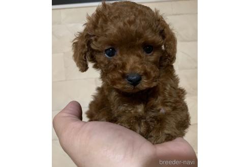 成約済の静岡県のタイニープードル-172433の1枚目