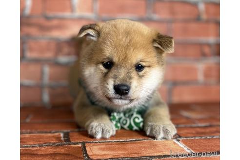 成約済の福岡県の豆柴-169489の2枚目