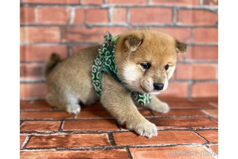 成約済の福岡県の豆柴-169489の3枚目