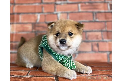 成約済の福岡県の豆柴-169489の1枚目