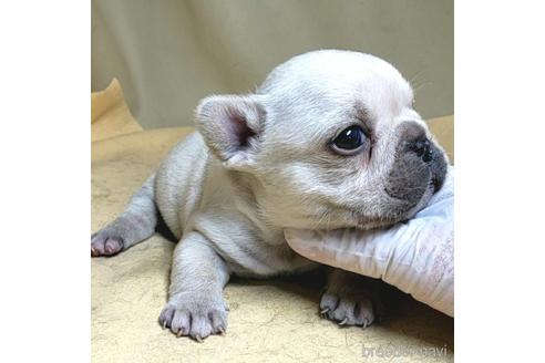 成約済の茨城県のフレンチブルドッグ-172475の10枚目