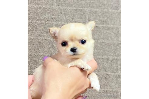 成約済の静岡県のチワワ(ロングコート)-172493の5枚目