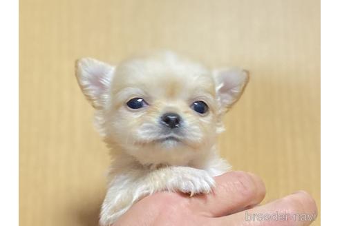 成約済の静岡県のチワワ(ロングコート)-172493の1枚目